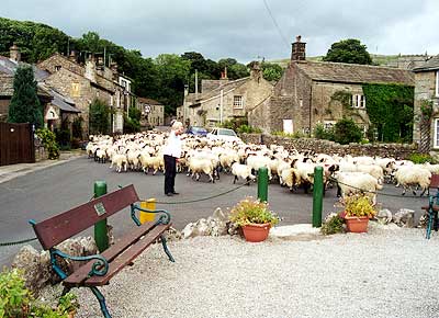 Sheep on the Green