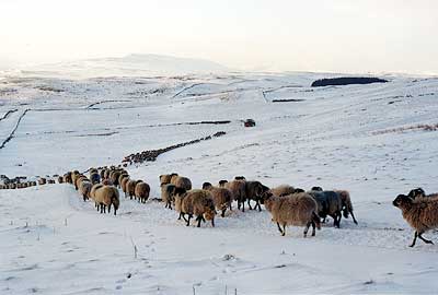 Sheep in the Snow